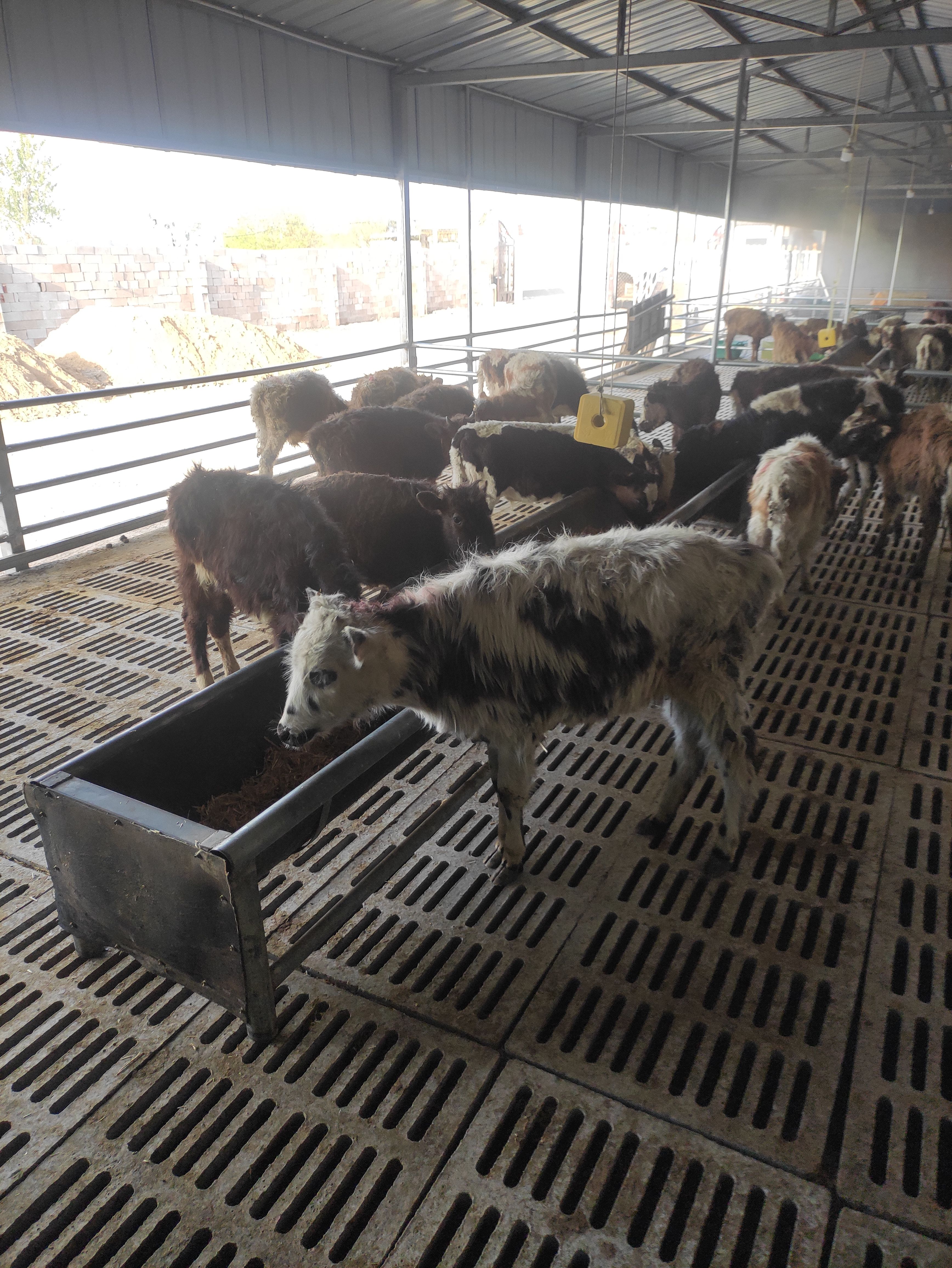 活体小牛鲁西黄牛肉牛犊3-6个月活牛西门塔尔牛犊小牛仔