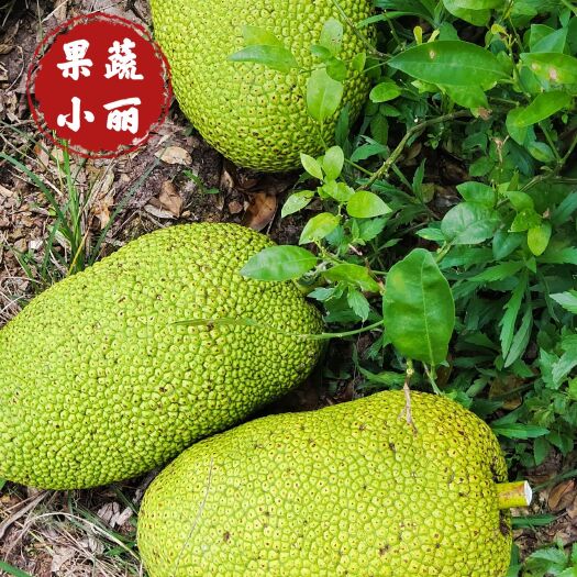 泰八/海南5号红/优质口感，农户自产自销。