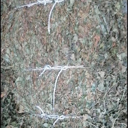 当阳市红茎鱼腥草