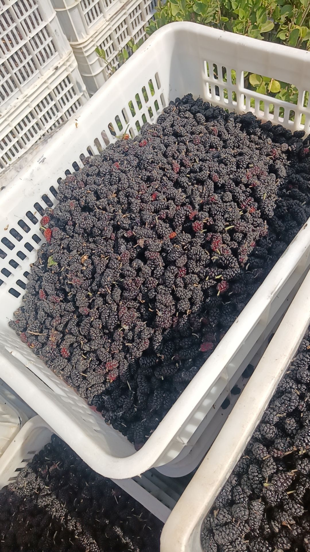 桑椹大量供货果汁厂，果酱厂，酒厂，速冻