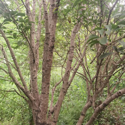 上海桂花树