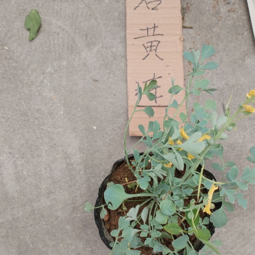 柳州岩黄连     种苗    种子