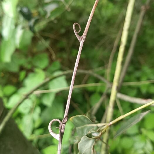 醴陵市钩藤