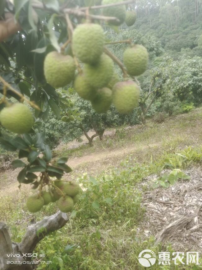 妃子笑，又称绿荷包，果皮青红，个大，肉色有如白蜡，脆爽而清甜