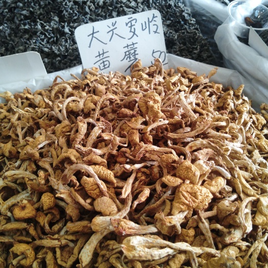 齐齐哈尔黄蘑