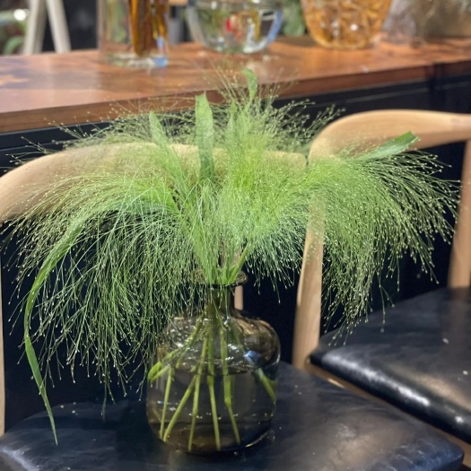 常州鲜切花喷泉草种子