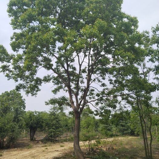 乌桕20公分价格，乌桕基地，乌桕产地