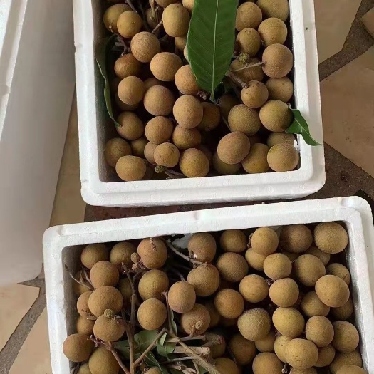 澄迈县海南储良龙眼石峡龙眼，招代理加盟商投资合伙人。