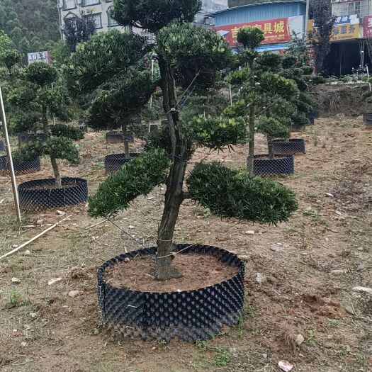 浦北县罗汉松.....种植的品种都有