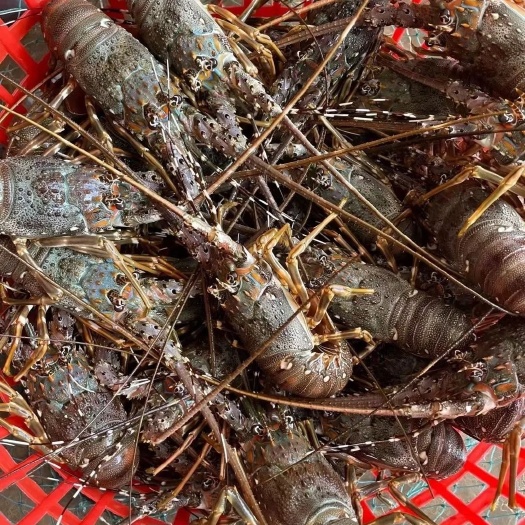 海丰县活冻青龙虾