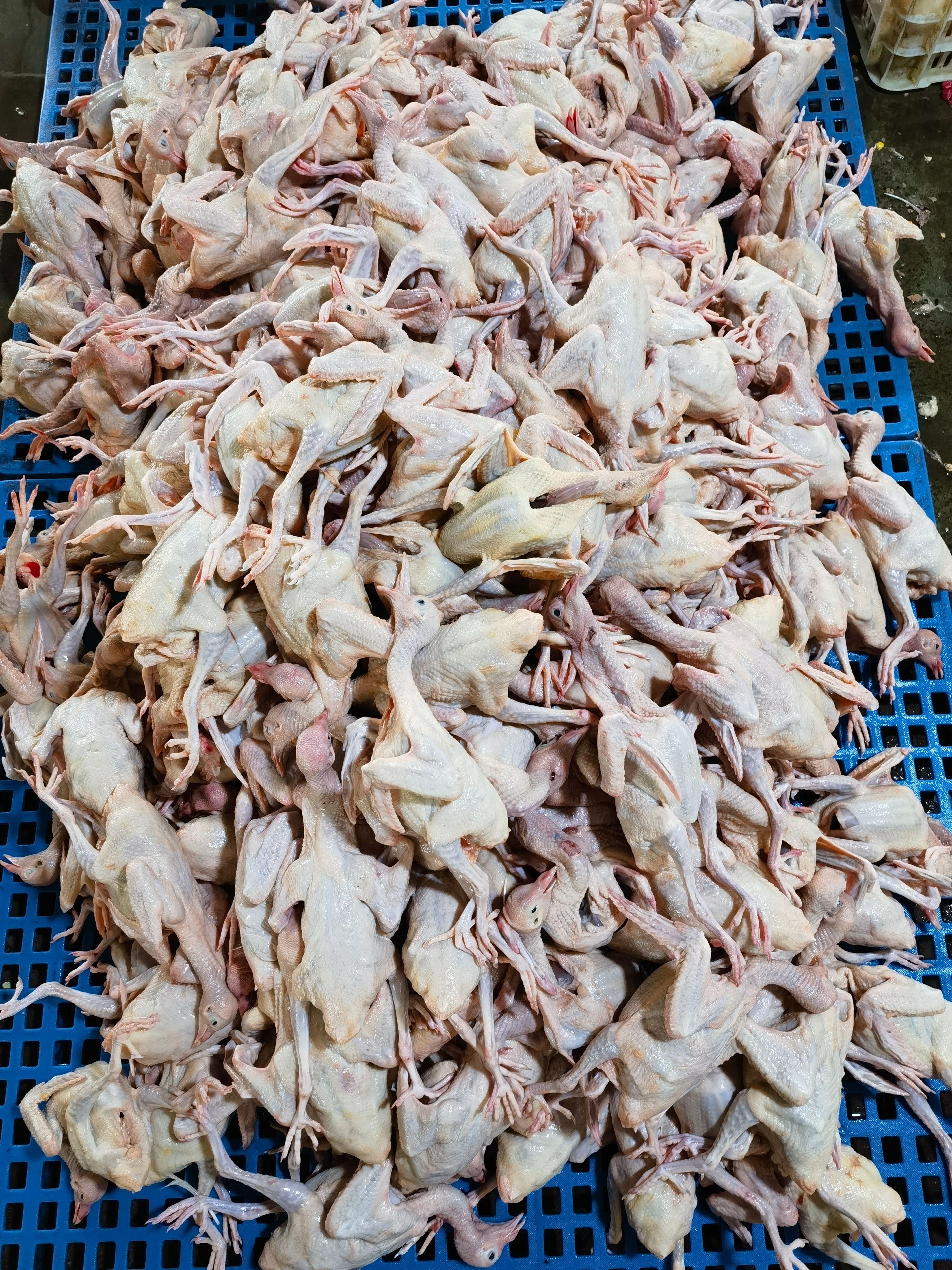 正品乳鸽7两起白鸽冷链物流快递一件代发