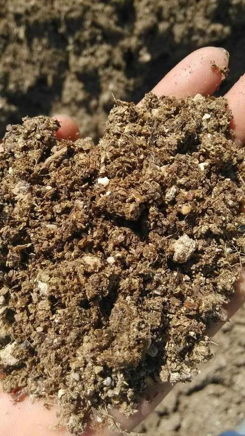 生态有机鸡粪