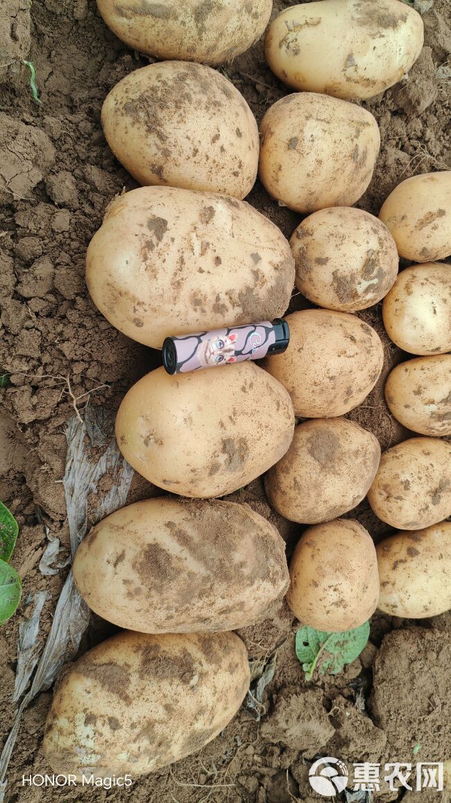 土豆大量上市，产地直发，品种齐全，承接电商，市场，入库商，
