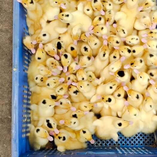 永州价格仅限当时，具体价格已当时行价为主