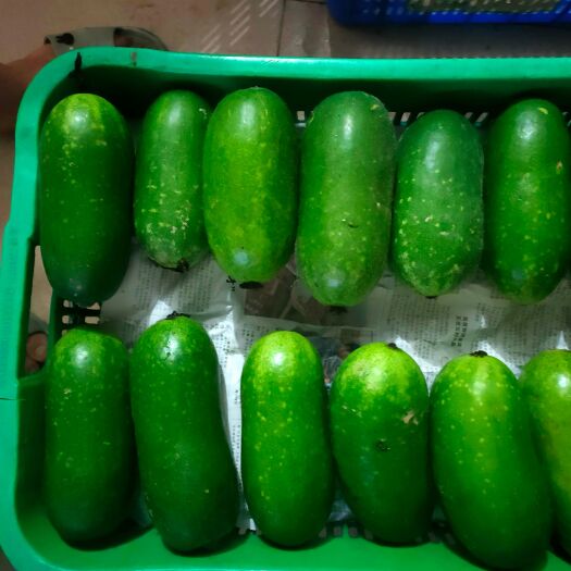 佛冈县供港品质小毛节瓜