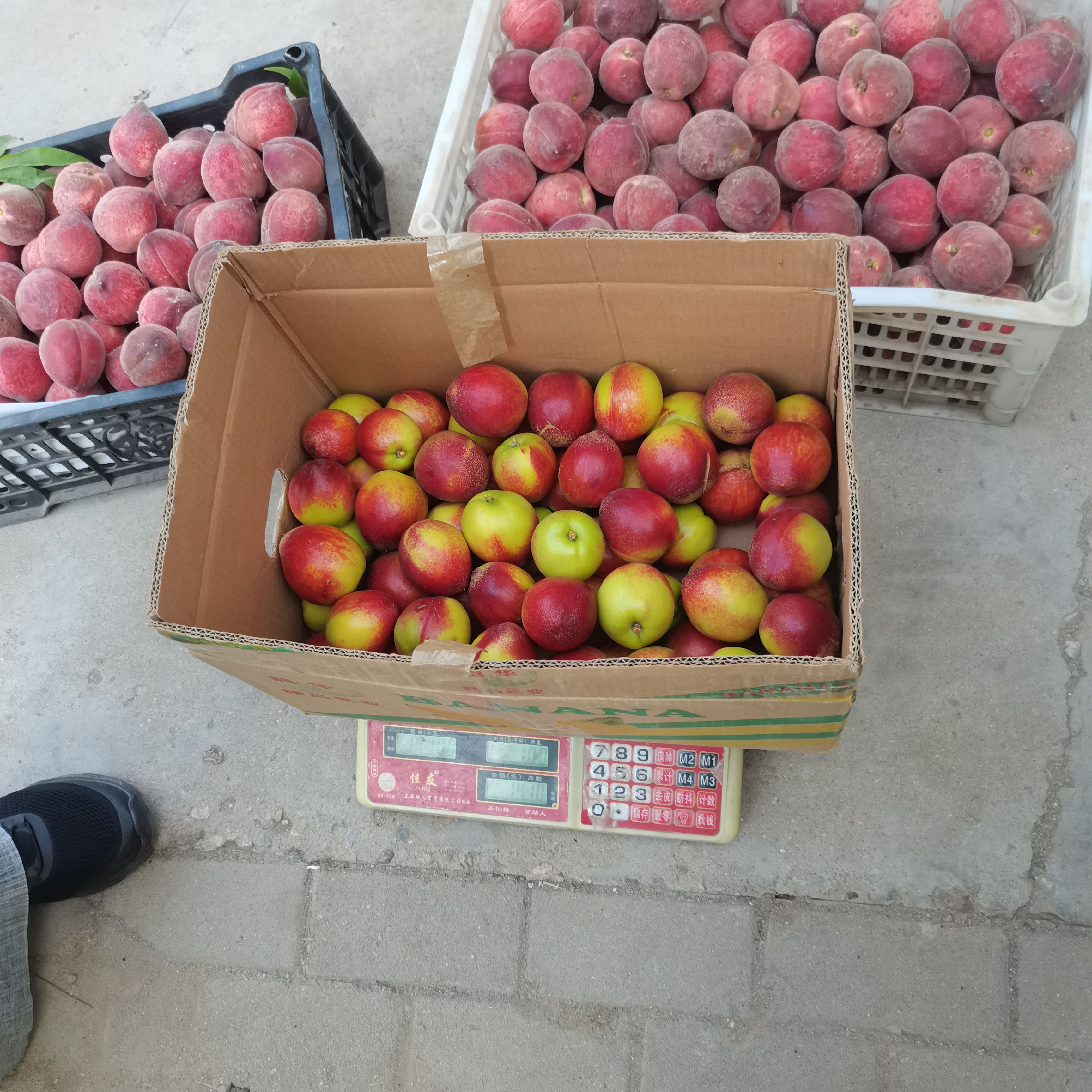 春雪毛桃，毛蟠桃