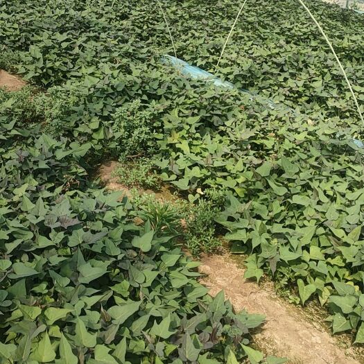 夏津县红薯苗