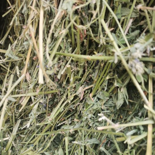 呼和浩特苜蓿草