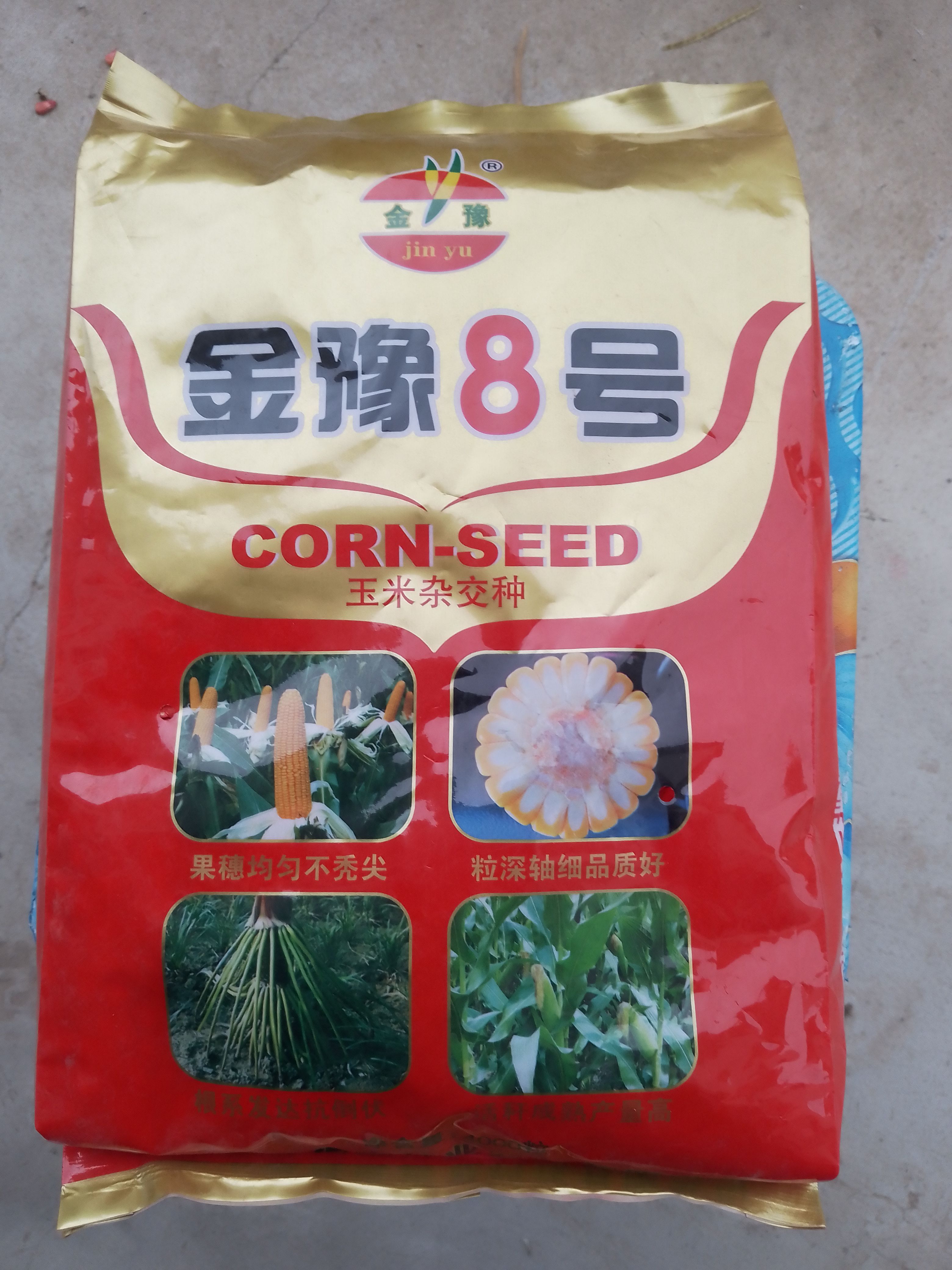 信阳金豫8号玉米种子、红轴、耐高温、适应广、脱水快易机收