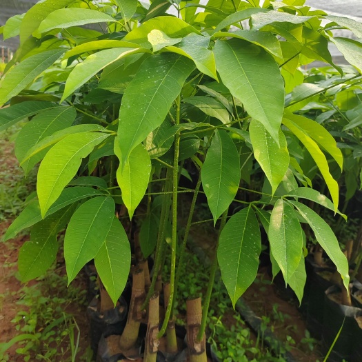 儋州市橡胶苗