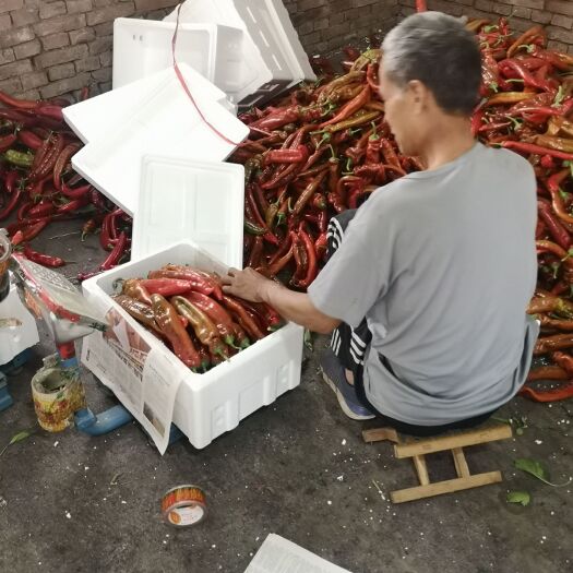 寿光市红尖椒