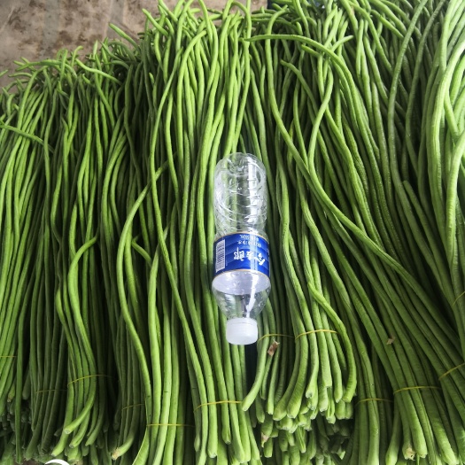 博爱县长豇豆  电商，商超品质，质量优