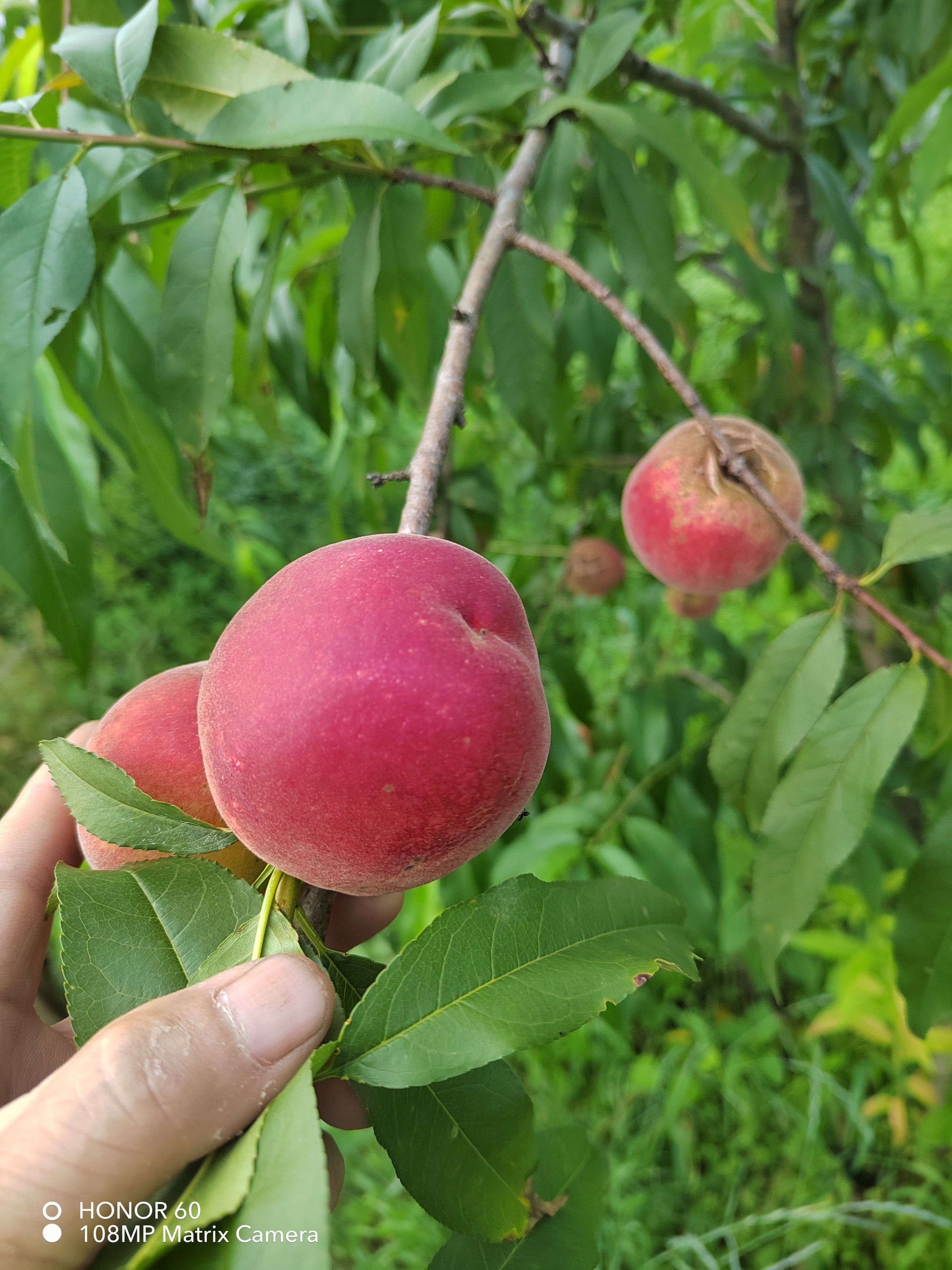 霸王桃