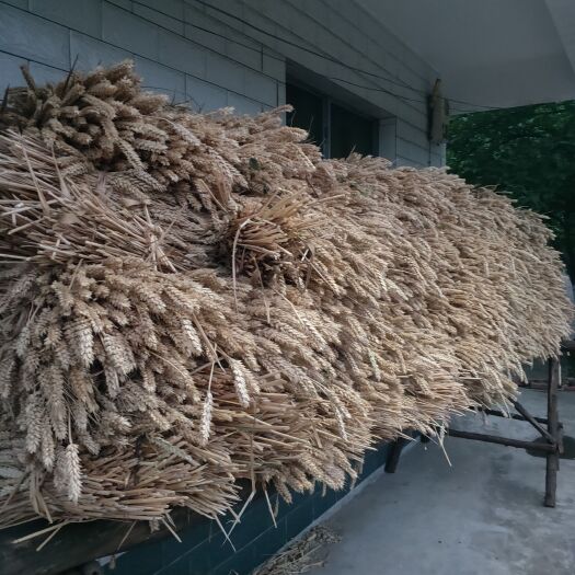 广元刚收割的小麦