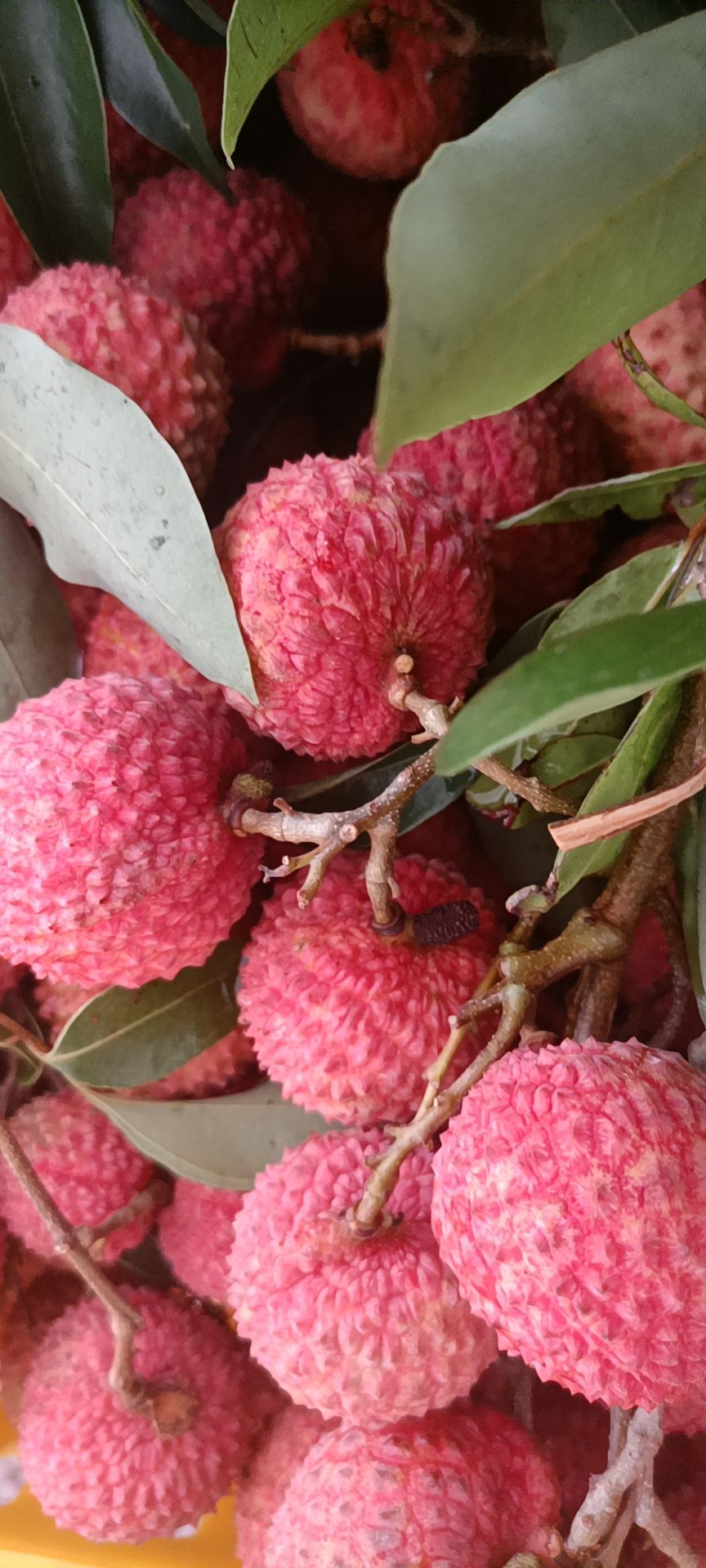 桂味荔枝