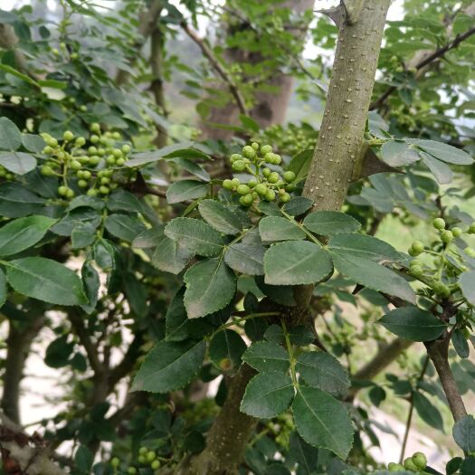 房县四川青花椒