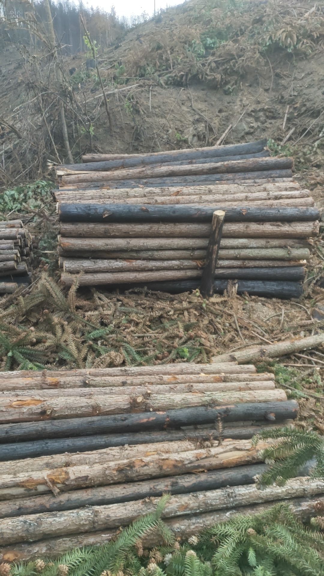 隆林各族自治县大量，杉木，原木松木出售