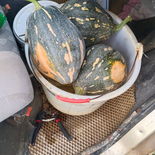 化州市广东香芋南瓜大量上市