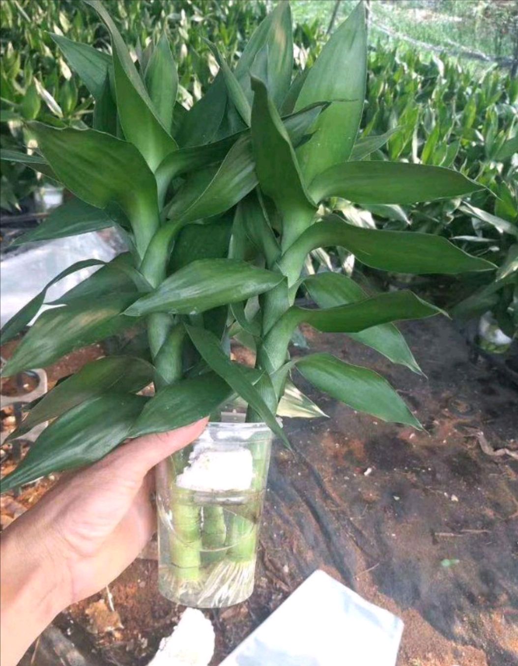 无土栽培设备 水上种菜定植棉团，未开口，剪开半径夹苗