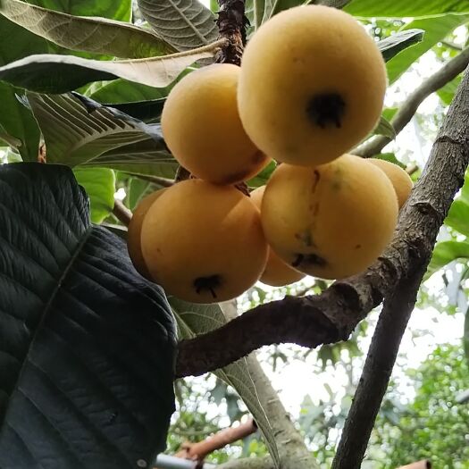 苏州白沙枇杷