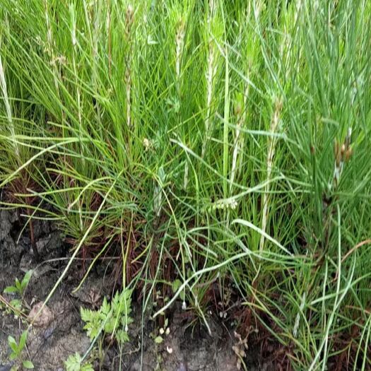 安福县湿地松杯苗、裸根苗