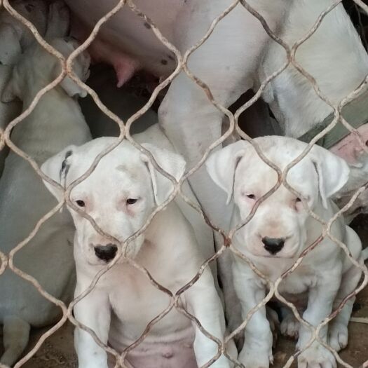 嘉祥县自养杜高犬出售