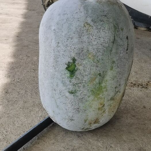 南宁热门推荐 白皮冬瓜