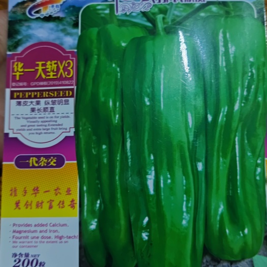 郑州华一天堑X3薄皮大果纵皱明显果长顺直质耐低温弱光抗高温高湿