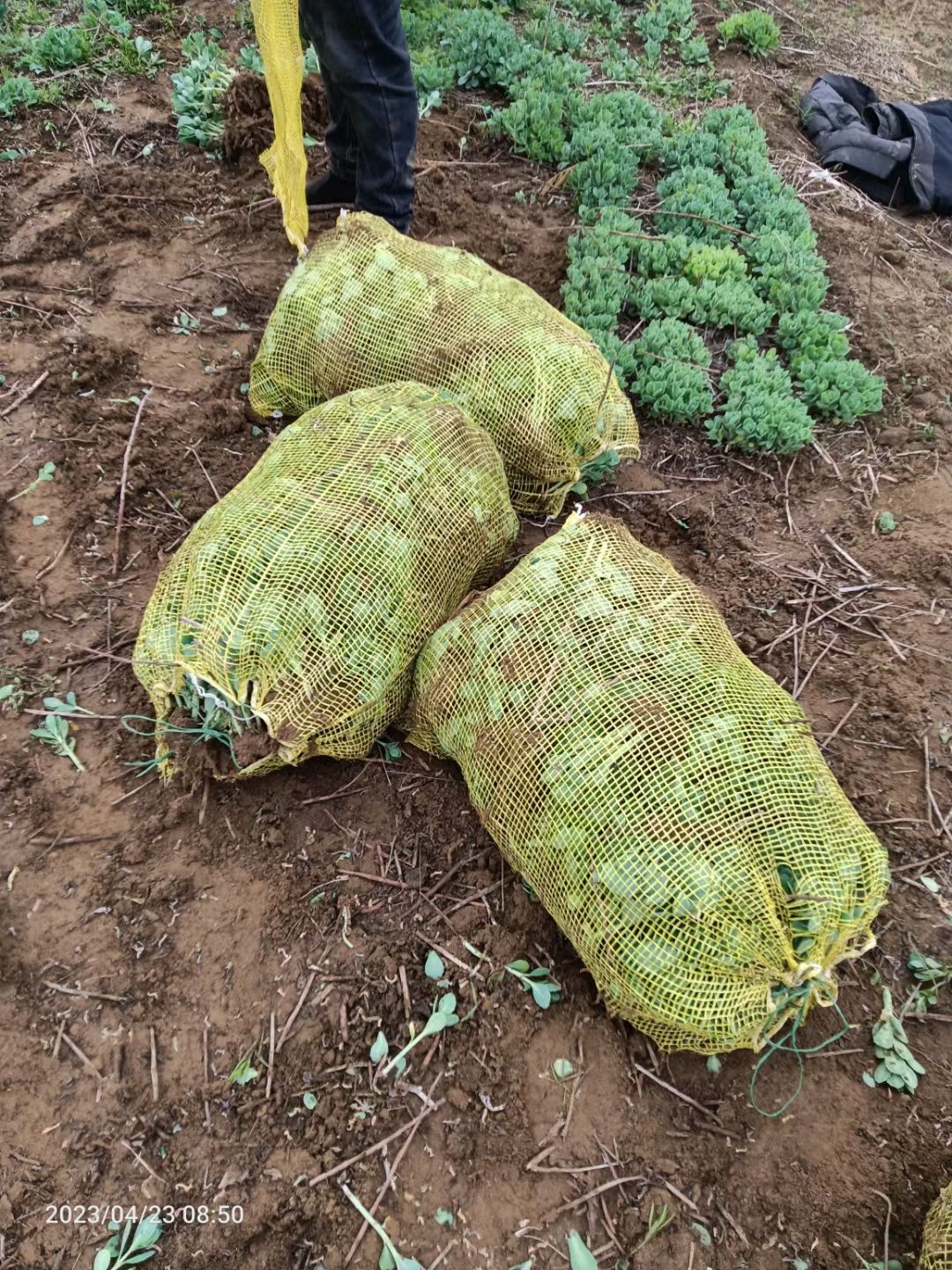 河北定州八宝景天蝎子三七景天草裸根营养杯绿化草花多肉植物