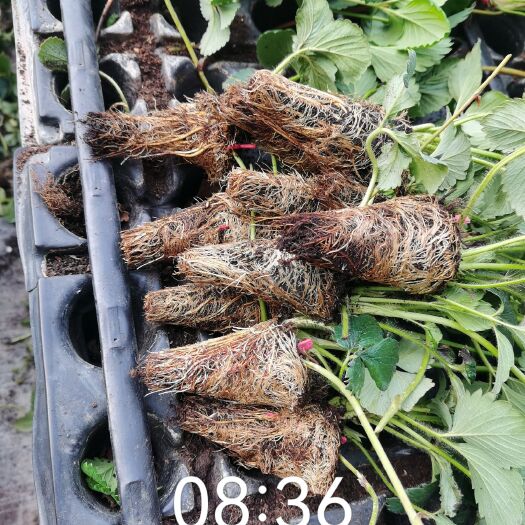 沁源县优质草莓苗，品种有章姬，红颜，香野，乐香，大悦，白草莓