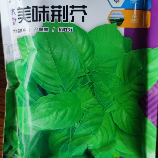 大叶美味荆芥