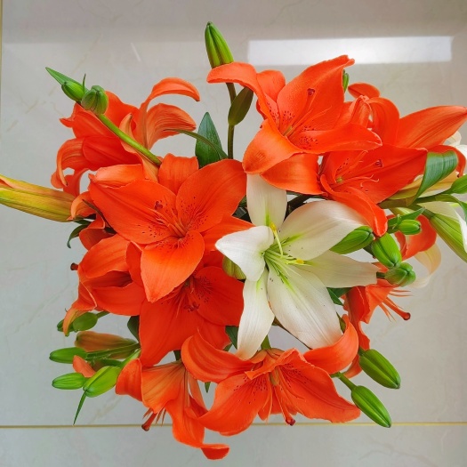 平度市亚百合花