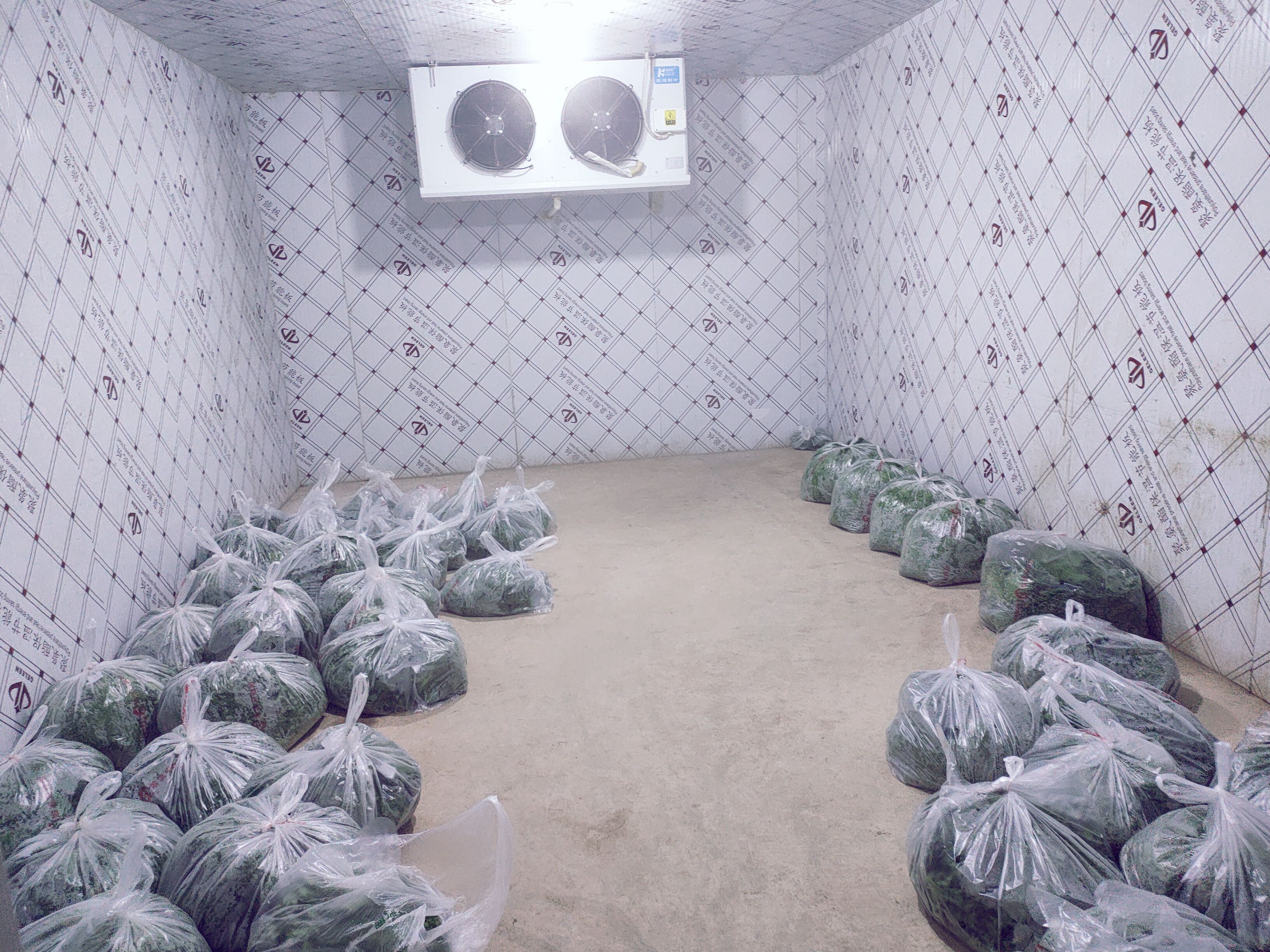 新鲜紫苏叶，紫苏出口基地直供