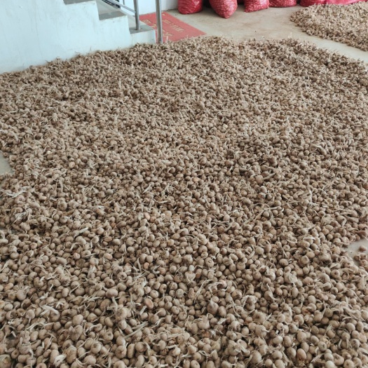 亳州藏红花种球常年批发，房前屋后山坡林下大田地都可种植亩产2万元