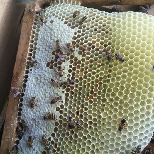 平南县纯正蜂蜜，有营养价值。