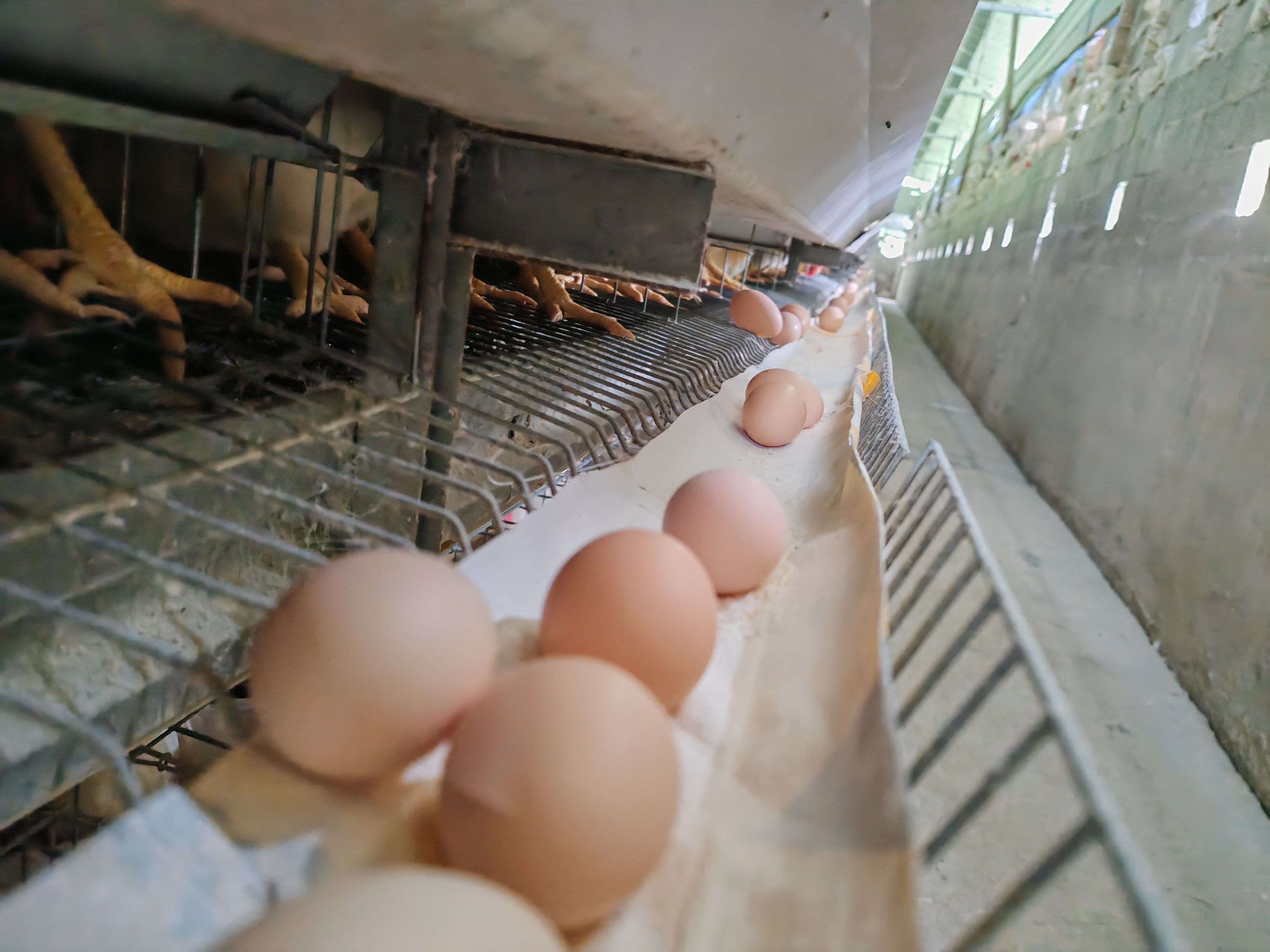 凤冈县高山玉米鸡蛋，高山清水养殖