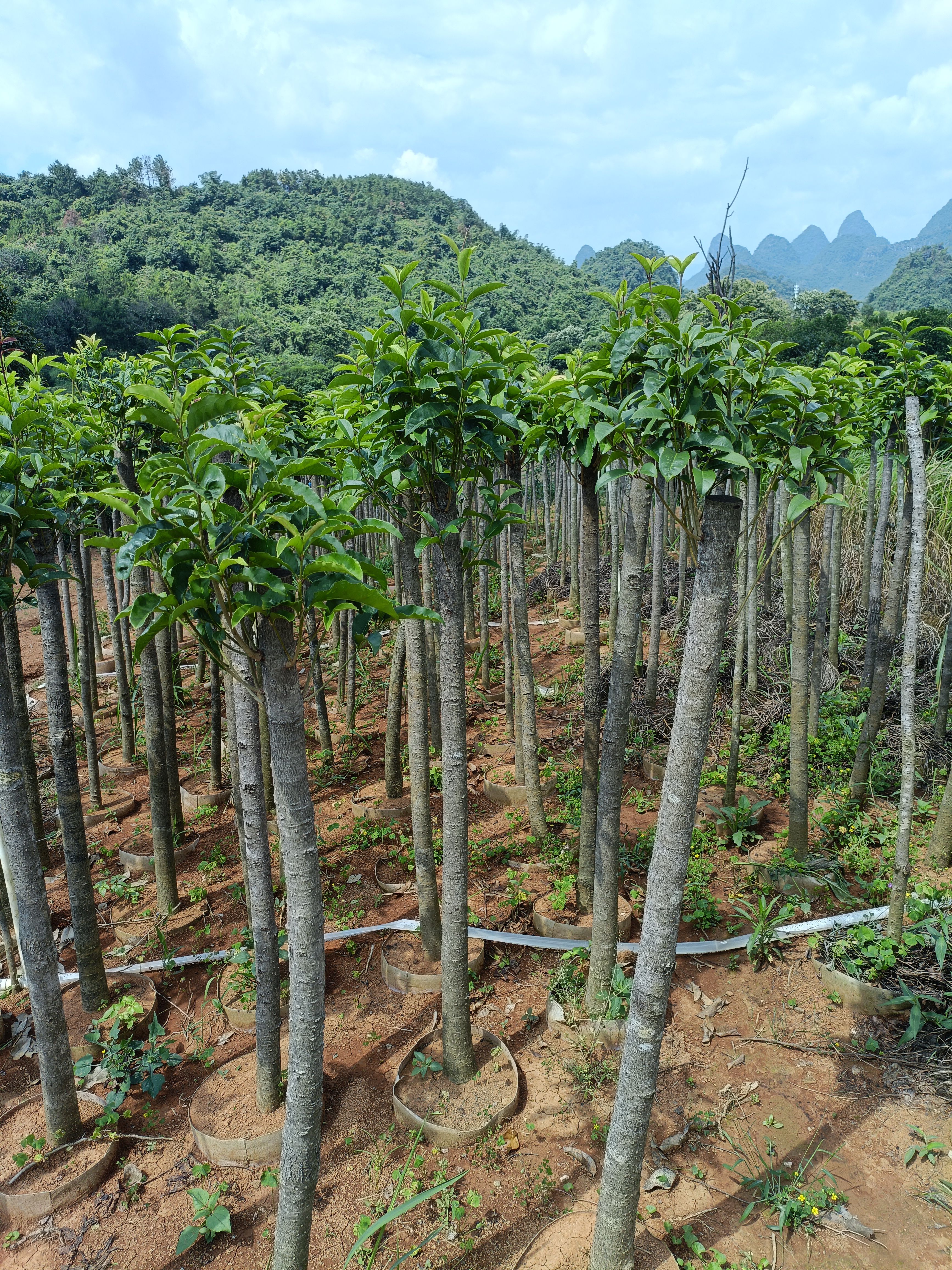 桂花袋苗桂花苗