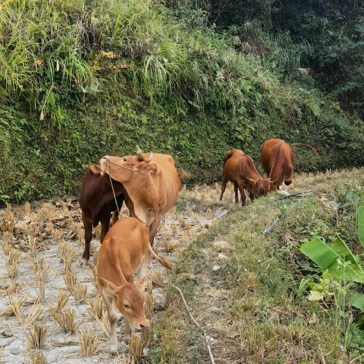 剑河县黄牛 活牛 牛肉