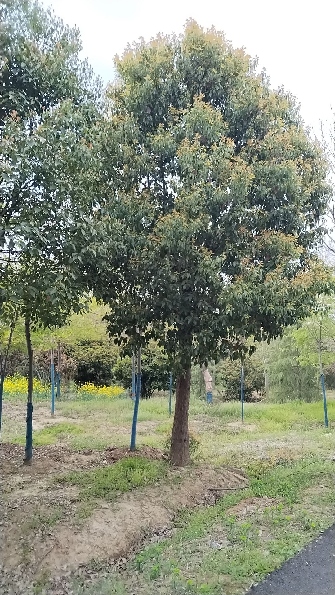 香樟 10--50公分大量低价出售