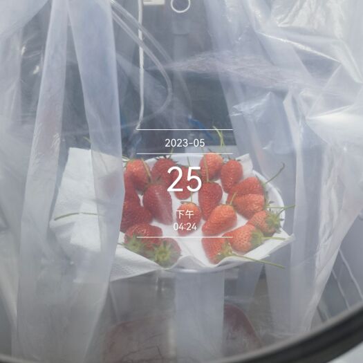 潍坊水果蔬菜保鲜！适合陆运或长途运输，品质非常棒！